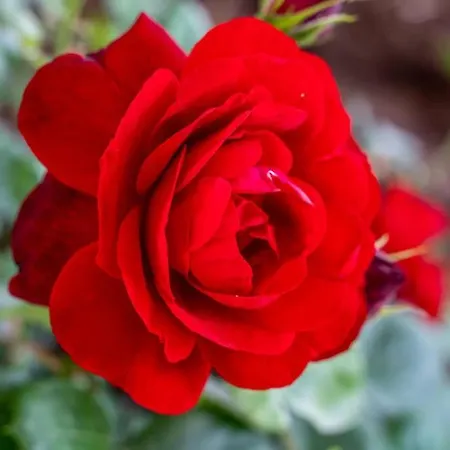 Daire Diana: Bayside View Beauty - A Romantic *