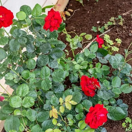 Apartament Diana: Bayside View Beauty - A Romantic *